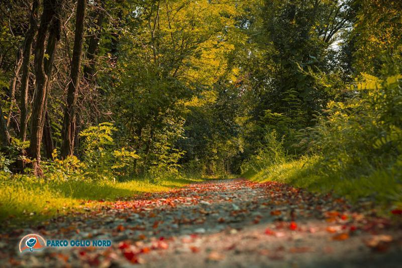 Un bosco del Parco Oglio Nord in autunno